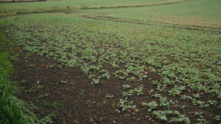 Photo "Oilseed rape, Blackhall Next spring's yellow peril growing west of Grange Road." by Richard Webb (Creative Commons Attribution-Share Alike 2.0) / Cropped from original