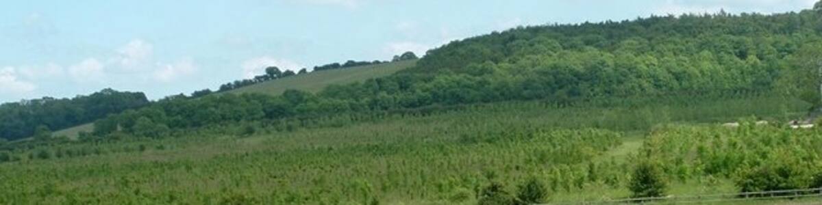 Photo "New Plantation, north of Barrowby, Lincolnshire, England. English Nature plantation that is covering the hillside around Thorns Farm, Great Gonerby. The more mature tree line in the centre of the photograph is the Northern roadside to the A1 as it approaches Gonerby Moor roundabout." by Donnylad (Creative Commons Attribution-Share Alike 2.0) / Cropped from original