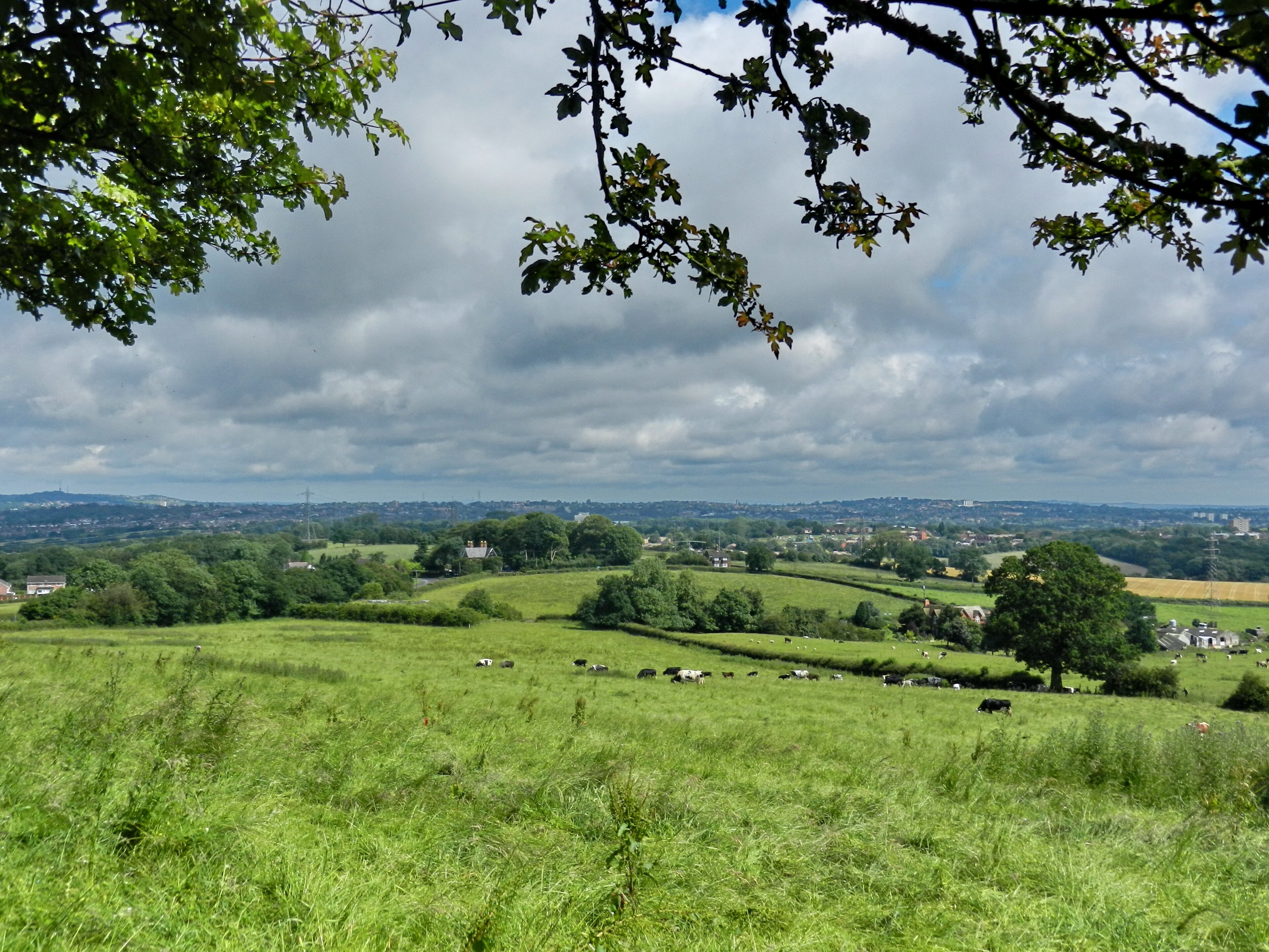 "Frankley"-foto av Tanya Dedyukhina (CC BY) / Urklipp från original