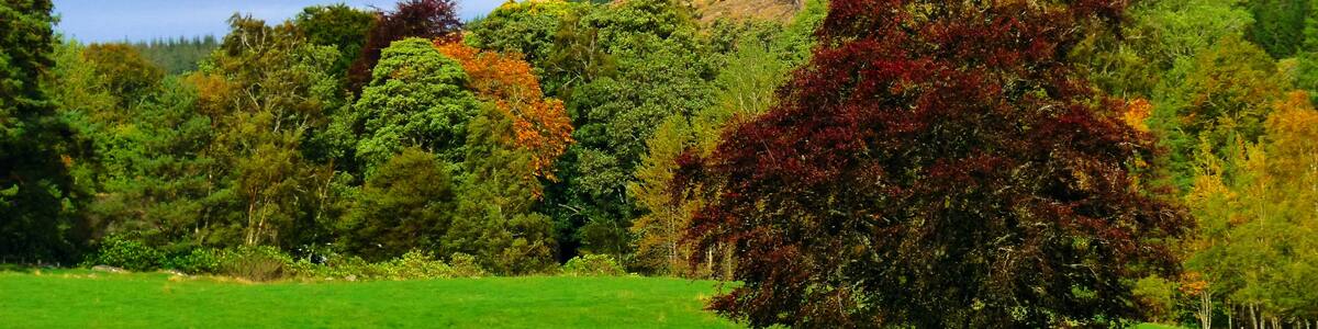 Photo "Red Beech" by Dg-505 (Creative Commons Attribution 3.0) / Cropped from original