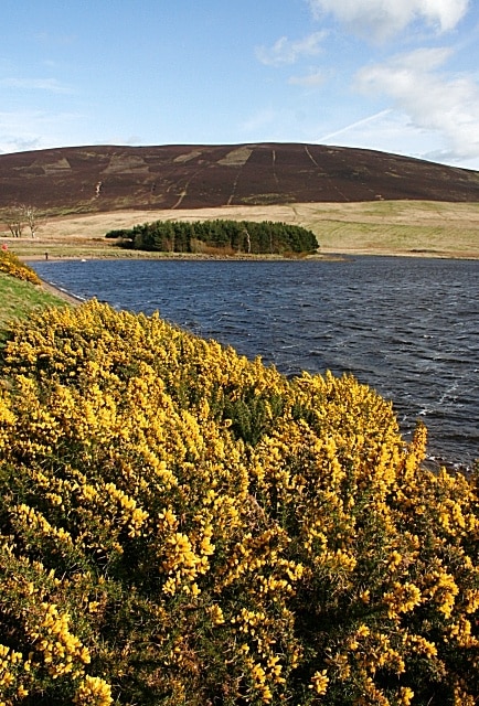 Dam at Threipmuir Reservoir The slopes of the dam are bright with whins in early May. Beyond the reservoir is Black Hill, easily earning its name.