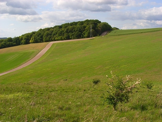 Downland, Shipton Bellinger Looking across to Shipton Wood.