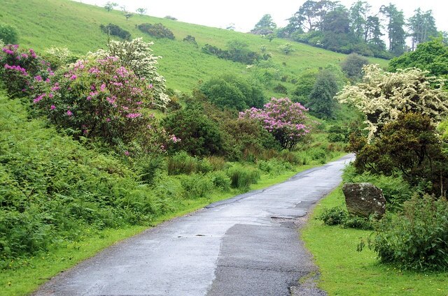 Avon Valley, Shipley Bridge. Roughly the same point as 65027 in late spring, hawthorn and invasive rhododendrons in flower.