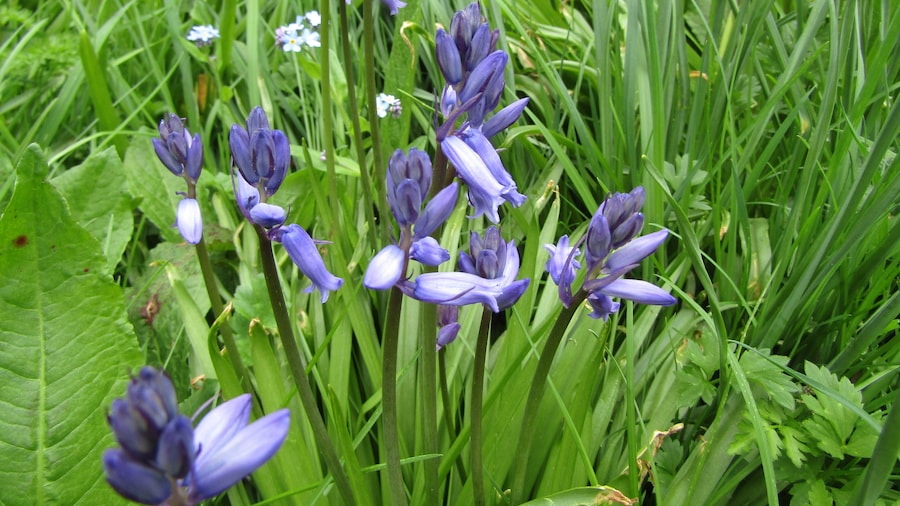 Photo "An example of a 'Bluebell's' (Hyacinthoides non-scripta) located on the nature trail within the church yard of the parish church of Saint Margaret within the village of Thorpe Market, Cromer, Norfolk." by Kolforn (Creative Commons Attribution-Share Alike 4.0) / Cropped from original