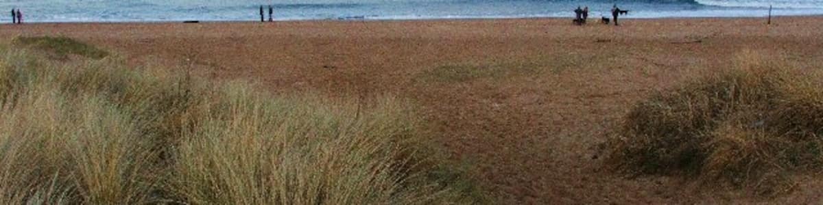 Photo "Sand Dunes. Sand dunes run along the full length of the beach from Seaton Sluice to Blyth. They contain many species of wild flower and insects and are of great importance to the local flora and fauna" by Christine Westerback (Creative Commons Attribution-Share Alike 2.0) / Cropped from original
