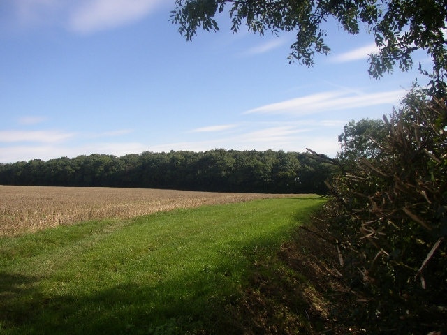 Park Tuft. Park Tuft wood taken from near the bend in the road above Temple End, Thurlow, Suffolk