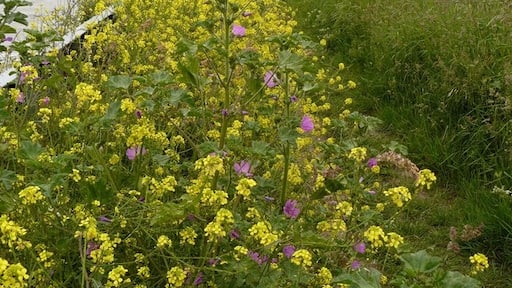 Photo "Bradwell" by Andy Jamieson (CC BY-SA) / Cropped from original