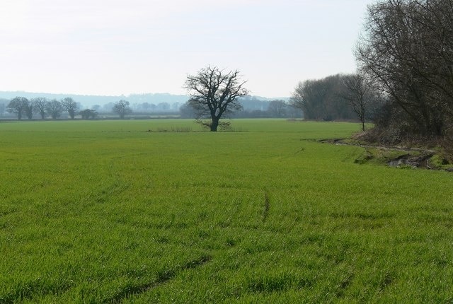 Ảnh "Sheepy" của Mat Fascione (CC BY-SA) / Cắt từ ảnh gốc