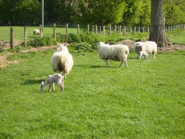 Photo "Cawton" by Phil Catterall (CC BY-SA) / Cropped from original