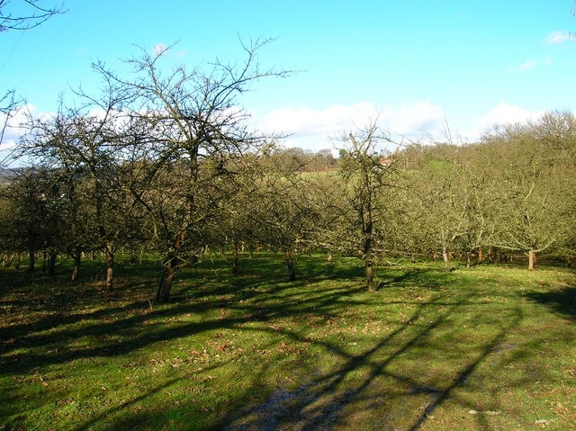 Orchard, Waydown Farm Taken from the footpath that links Whydown Hill to New England Lane. These trees are to the north of it.