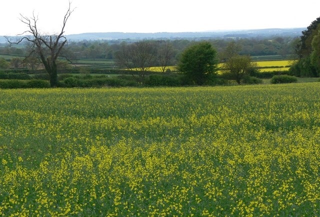 Oilseed rape field near Sutton Cheney Looking west from Bosworth Road.