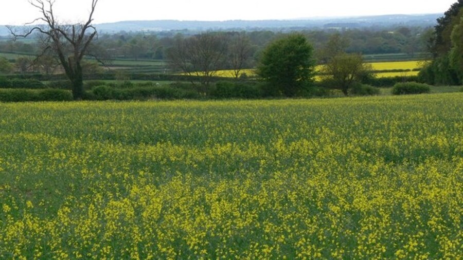 Photo "Oilseed rape field near Sutton Cheney Looking west from Bosworth Road." by Mat Fascione (Creative Commons Attribution-Share Alike 2.0) / Cropped from original