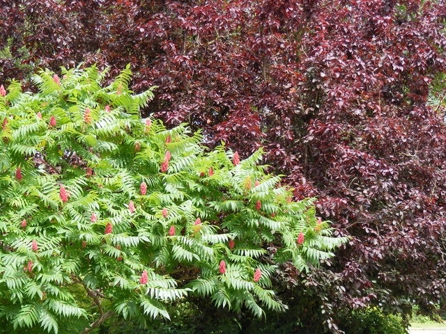 South Park Gardens, Berkhamsted Exotic foliage to be seen in the Gardens