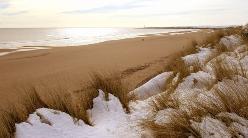 Foto "Pantai Montrose" oleh Ian Cleland (CC BY-SA) / Dipotong dari foto asli