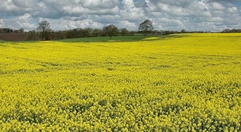 Rapeseed field The vivid yellow flowers of rapeseed are now a common sight in rural England.