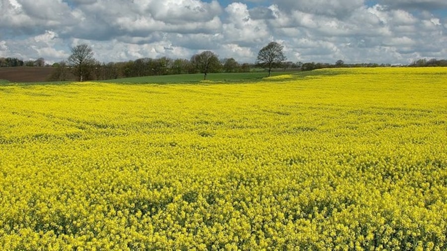 Photo "Rapeseed field The vivid yellow flowers of rapeseed are now a common sight in rural England." by Galatas (Creative Commons Attribution-Share Alike 2.0) / Cropped from original