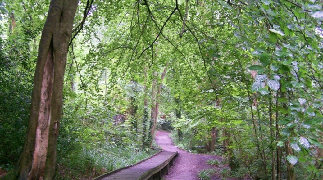 Foto "Holly Hill Woodland Park" di Richard Dorrell (CC BY-SA) / Ritaglio dell’originale