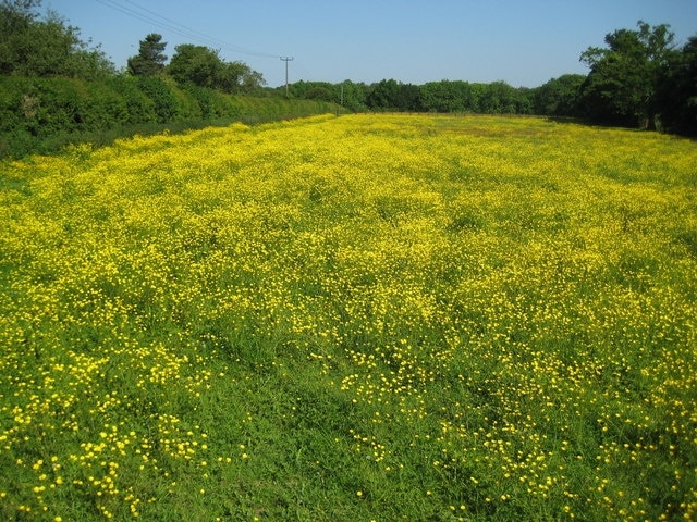 Kings Langley: Barnes Farm buttercups In late May this meadow off Barnes Lane had a most magnificent display of buttercups on view. A public footpath to Rucklers Lane passes down the left side of the field.