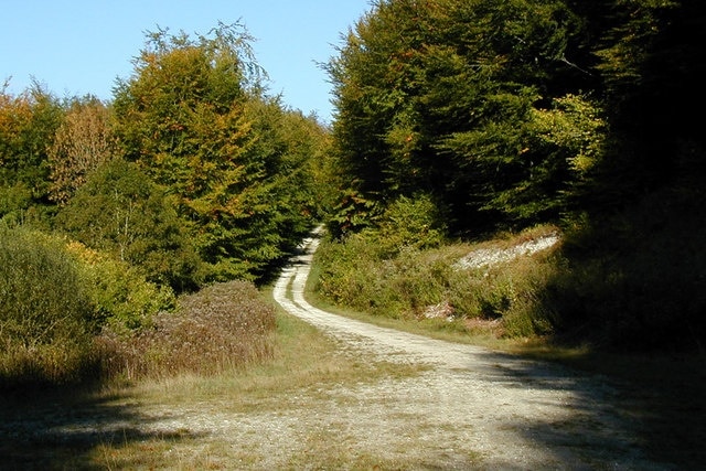 Norton Wood Forestry Commission road, used for timber extraction, through Norton Wood towards Norton Lane near Durweston