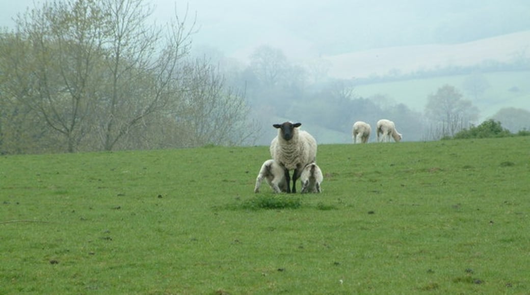 Foto „Combpyne Rousdon“ von Stuart Buchan (CC BY-SA)/zugeschnittenes Original
