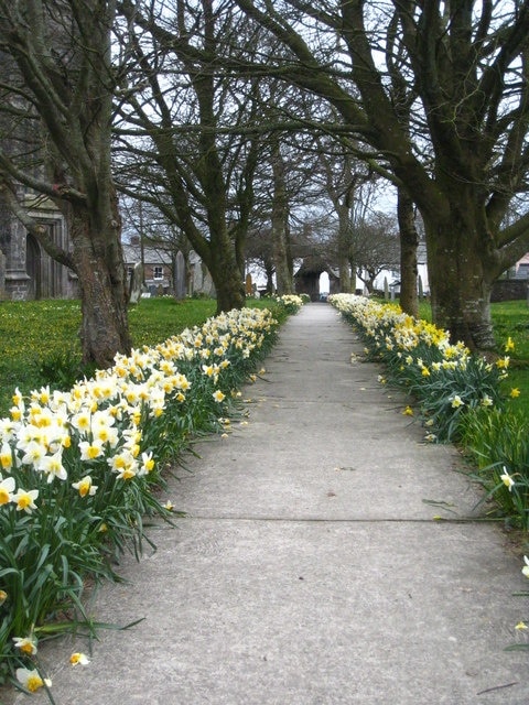 Daffodil-lined path Through the churchyard of the Parish Church of St James the Great Kilkhampton.