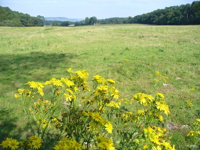 Grassland by Deerleap Wood Looking east, over ragwort, to Park Farm in the distance.