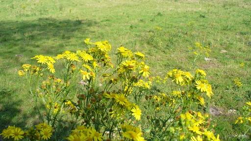 Foto "Wotton" de Colin Smith (CC BY-SA) / Recortada de la original