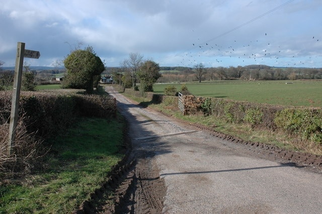 Farm driveway to Fenhampton A clamour of rooks can be seen above the field on the right.