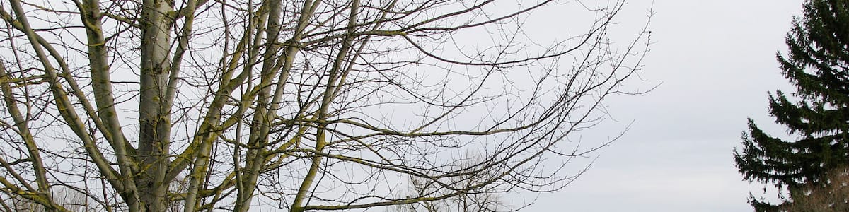 Photo "Birkensee im Winter" by Gras-Ober (Creative Commons Attribution-Share Alike 3.0) / Cropped from original