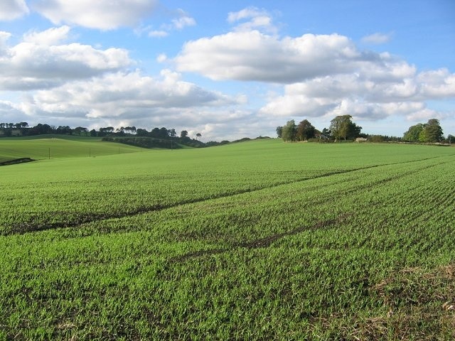 Winter crops, Bonhard. looking west from the crossroads.