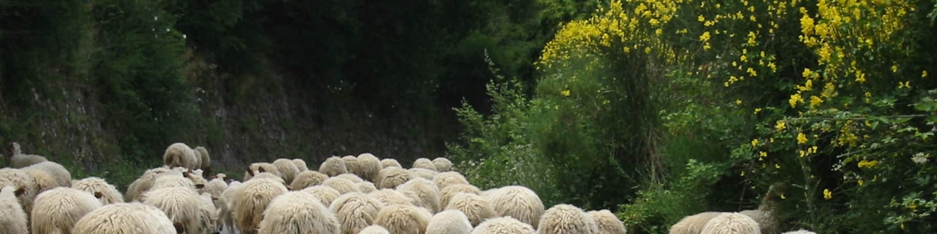 Rush hour traffic near Roghudi Vecchio