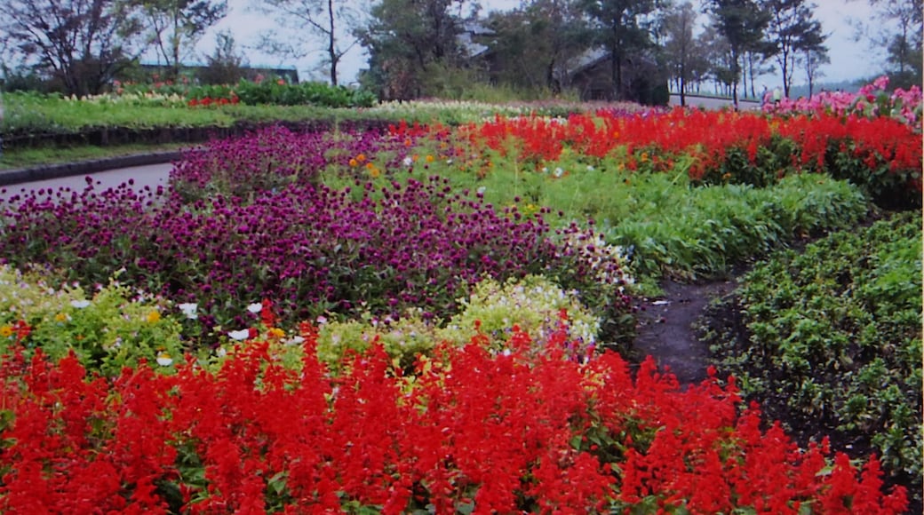 Bildet «Kuju Flower Park» tatt av lienyuan lee (CC BY) / originalbilde beskjært
