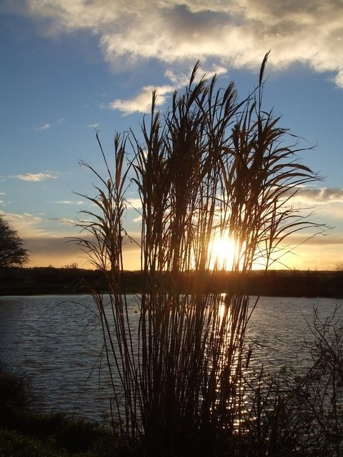 Reeds at sunset Reeds in front of 285481 seen as the sun sets on a late November evening.