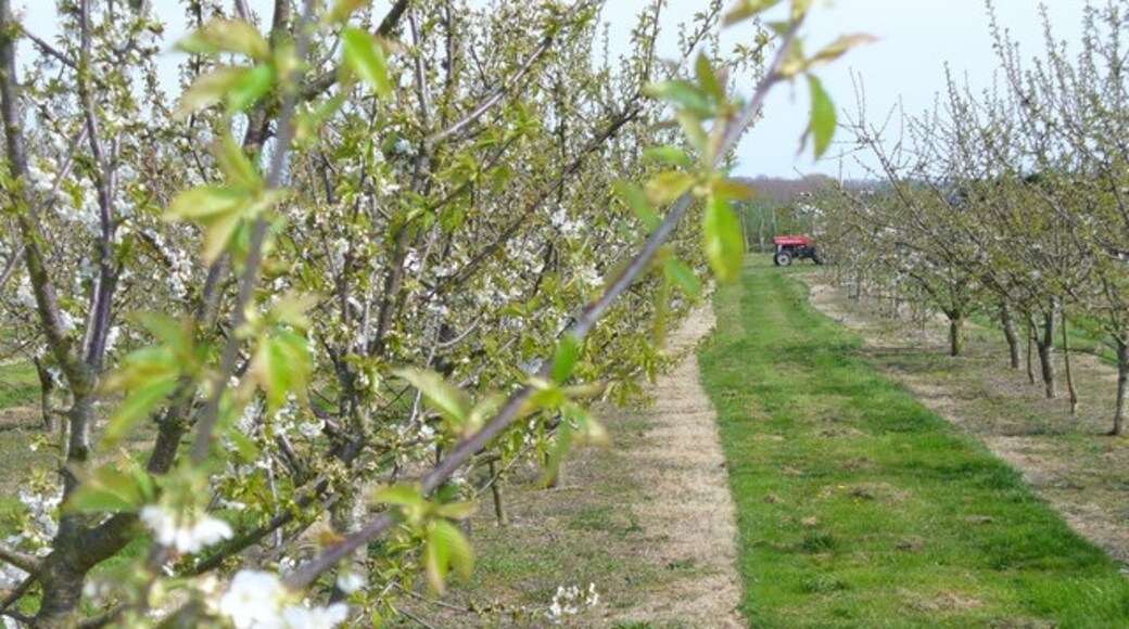 Photo "Coxheath" by Colin Smith (CC BY-SA) / Cropped from original