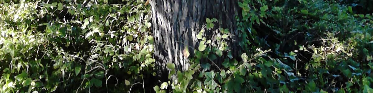 Photo "Ulmus. Morrisons supermarket car park (ex-Northern General Hospital), Ferry Road, Edinburgh" by Tom elm (Creative Commons Attribution-Share Alike 4.0) / Cropped from original