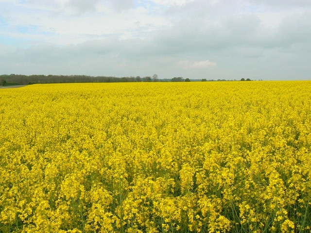 A field of oilseed rape near Highway, Wiltshire Another field of oilseed rape. The crop takes up over half the square.