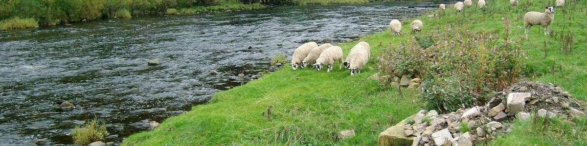 Photo "River Ure just above Yorebridge" by David Greer (Creative Commons Attribution-Share Alike 2.0) / Cropped from original