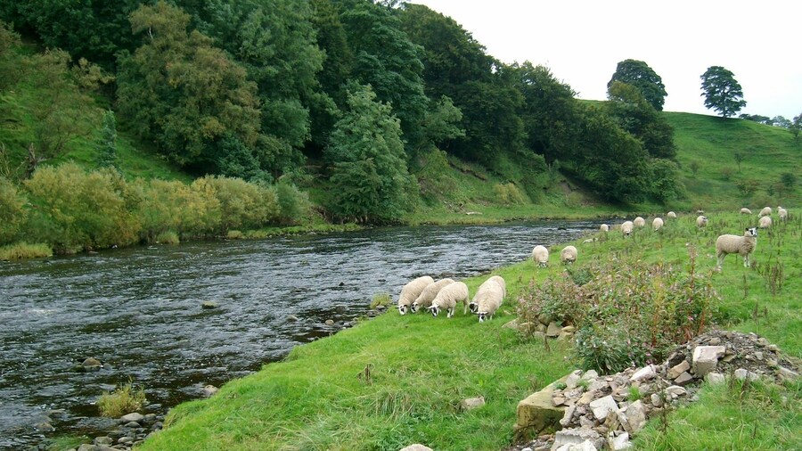 Photo "River Ure just above Yorebridge" by David Greer (Creative Commons Attribution-Share Alike 2.0) / Cropped from original