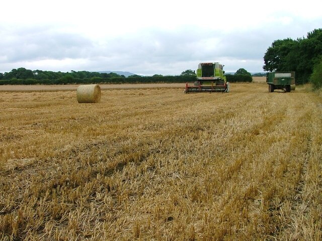 Billede "Great Busby" af Mick Garratt (CC BY-SA) / beskåret fra det originale billede
