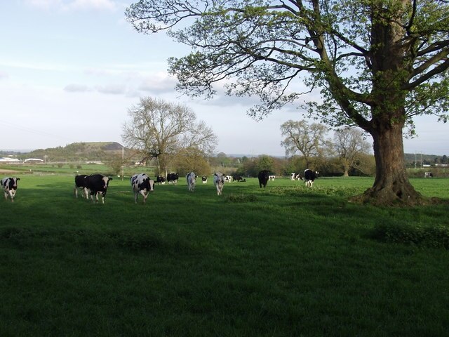 Dairy heifers and possibly a Welsh Black Bull. The heifers and the bull came to the fence for a chat. The bull could possibly be a Welsh Black or probably an Aberdeen Angus. Both breeds have got "bigger" in recent years. The "hill" is Bersham Colliery bing. SJ3148