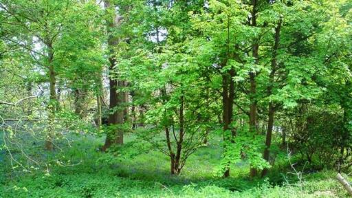 Billede "Brightwell" af Tim Marchant (CC BY-SA) / beskåret fra det originale billede