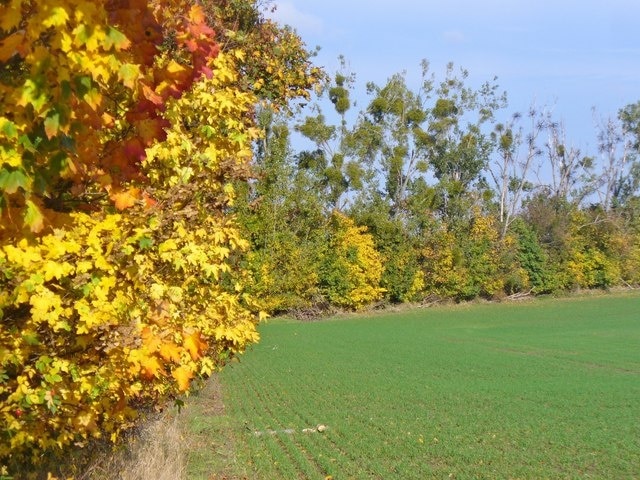 Karpzow - Feldrand (Field Edge)