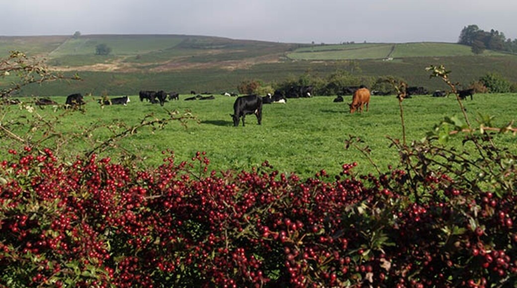 Photo "Ainthorpe" by Stephen McCulloch (CC BY-SA) / Cropped from original