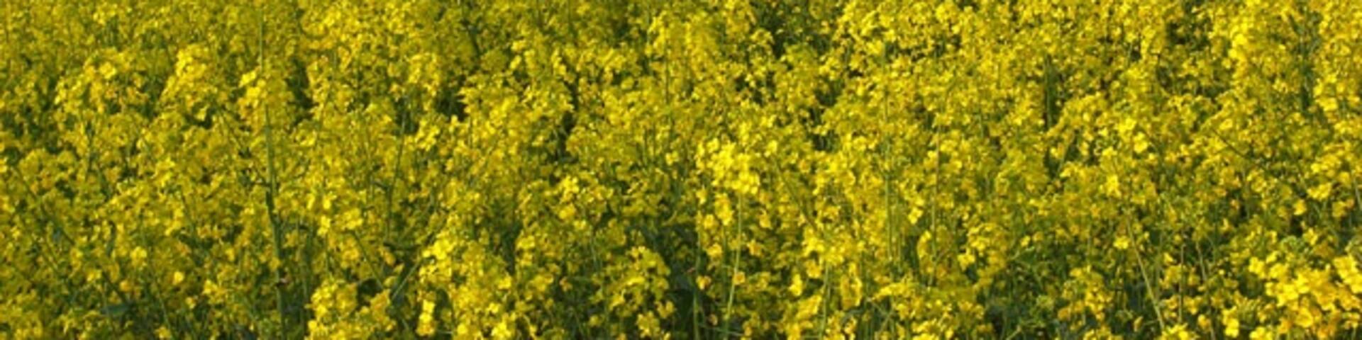 Farmland, Shurlock Row View from the edge of Surrells Wood towards the woodland at the southwestern edge of the village.