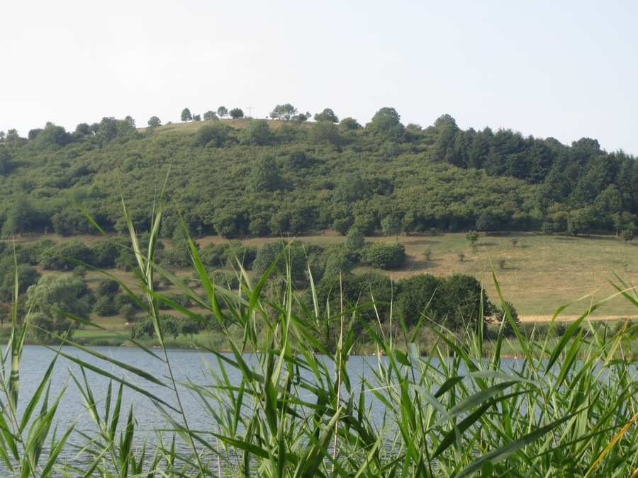 Schilfrohr (Phragmites australis) am Schalkenmehrener Maar