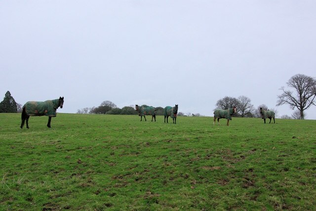 Horses in Overcoats In a field near River.