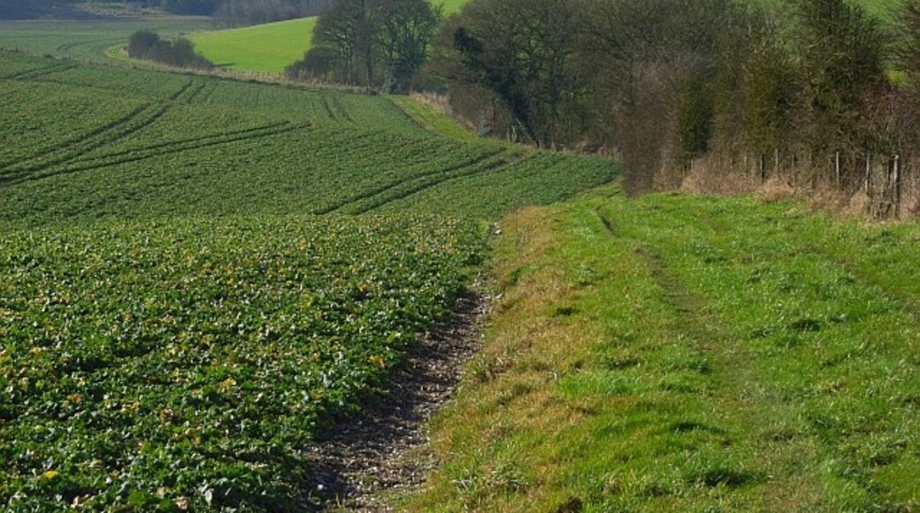 Photo "Grafton" by Andrew Smith (CC BY-SA) / Cropped from original