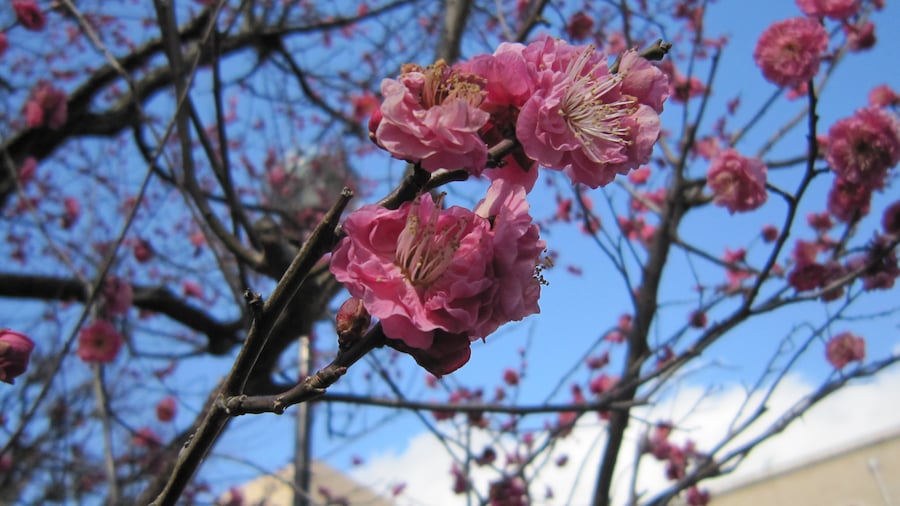 Photo "spring will come soon :)" by 中保建 (Creative Commons Attribution-Share Alike 3.0) / Cropped from original