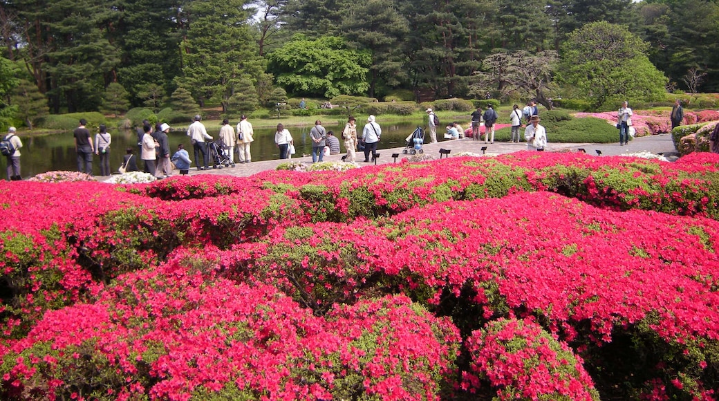 ภาพ "สวนพฤกษศาสตร์จินได" โดย hasano_jp (CC BY) / ตัดภาพจากขนาดต้นฉบับ