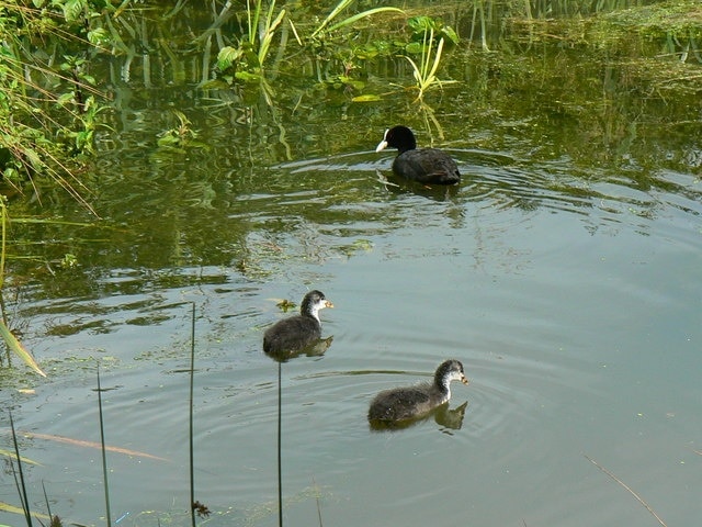 Photo "Latton" by Brian Robert Marshall (CC BY-SA) / Cropped from original